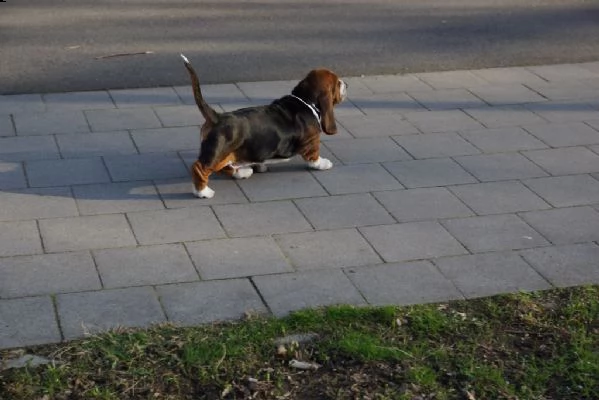 cuccioli di bassethound