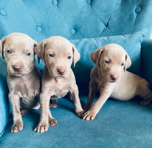 regalo cuccioli weimaraner