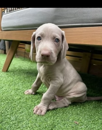 cuccioli belli weimaraner maschio e femmina