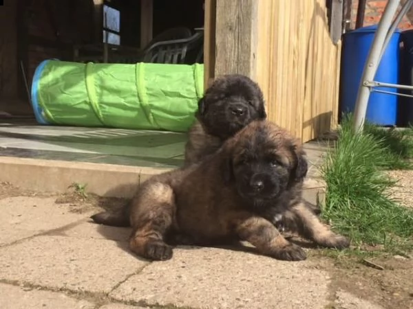 ultimi cuccioli leonberger disponibili