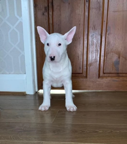 cuccioli di bull terrier | Foto 0