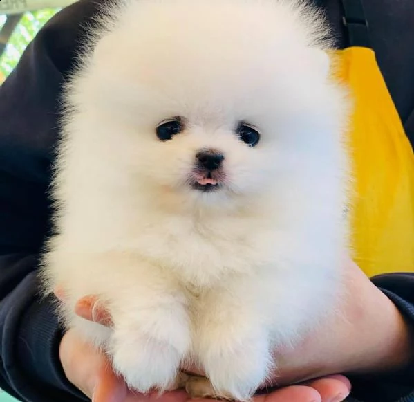 cuccioli di pomerania bianchi 