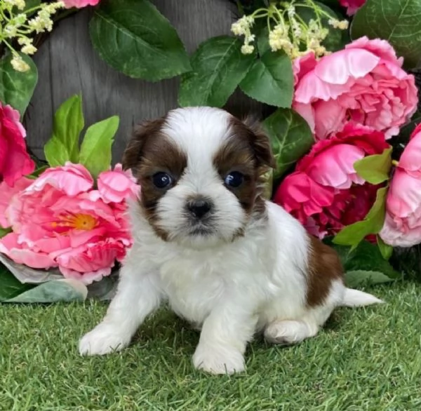 regalo bellissimi cuccioli allevati shih-tzu, colore bianco e nero.