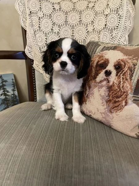 cuccioli di cavalier king  femminucce e maschietti disponibili per l'adozione gratuita 