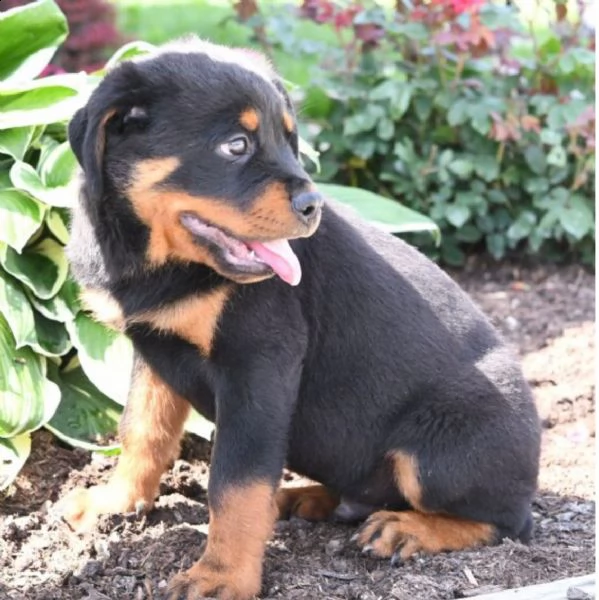 regalo cuccioli dal pelo corto rottweiler 