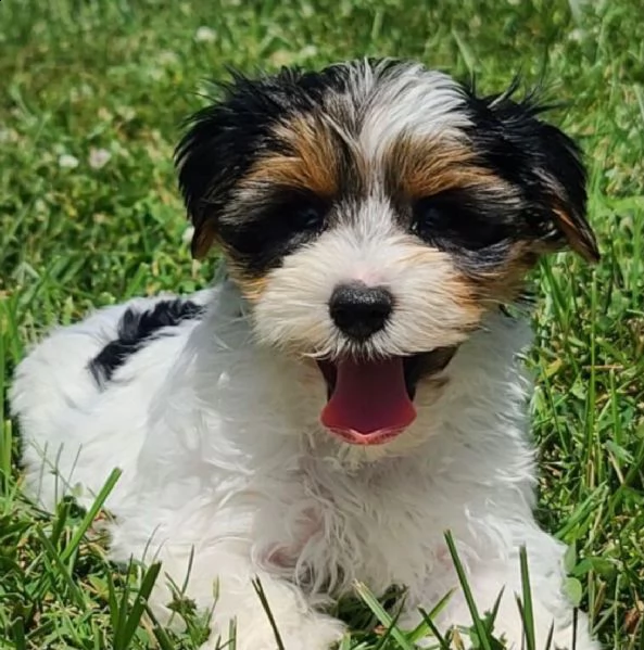 regalo cuccioli shih tzu .