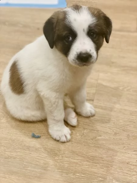 regalo adorabili cuccioli  san bernardo  femminucce e maschietti gratuita