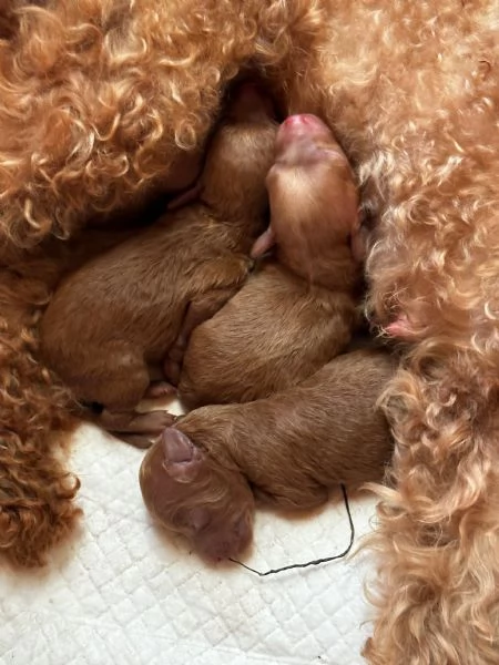 CUCCIOLI BARBONE TOY DISPONIBILI  | Foto 0