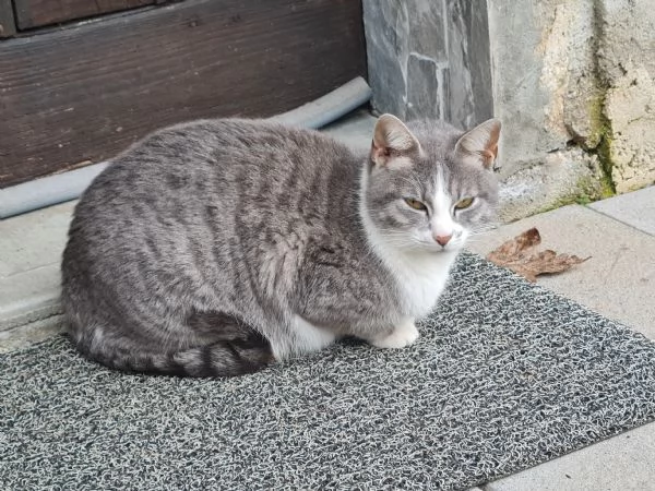 Gattina adulta sterlizzataa dolcissima  | Foto 3