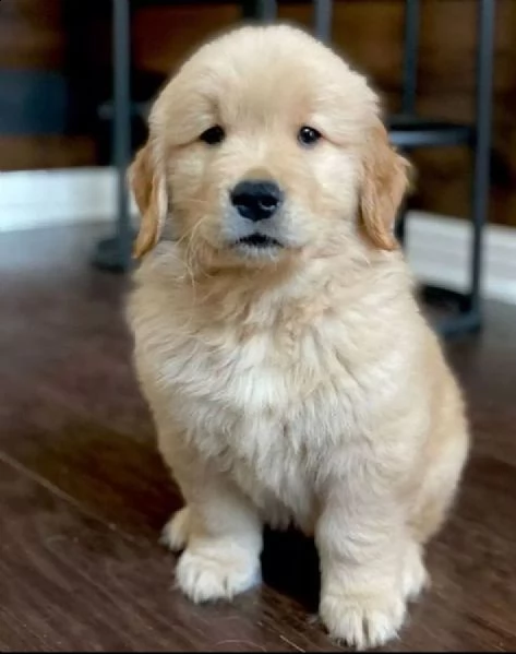 cuccioli di golden retriever disponibili