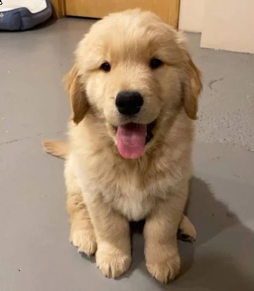 due cuccioli maschietti di golden retriever