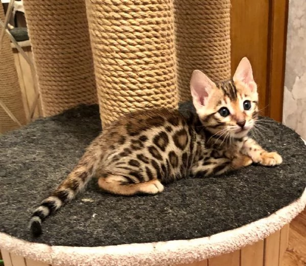 bengal cuccioli disponibili