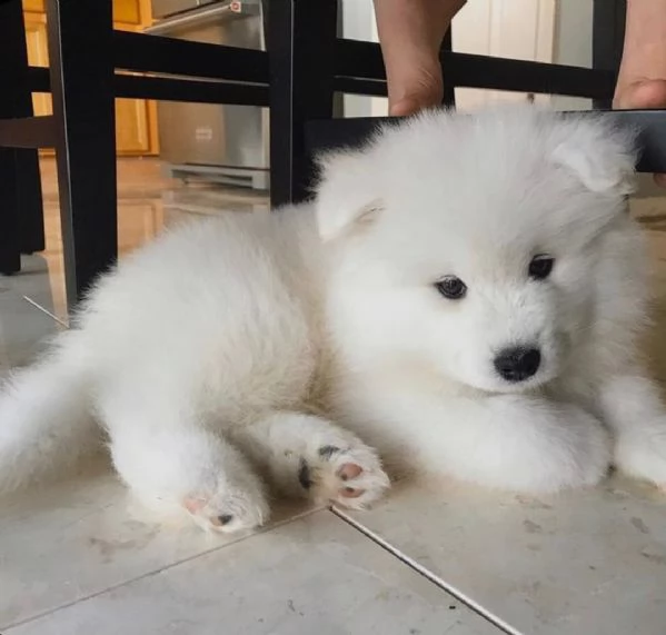 regalo adorabili cuccioli samoiedo femminucce e maschietti