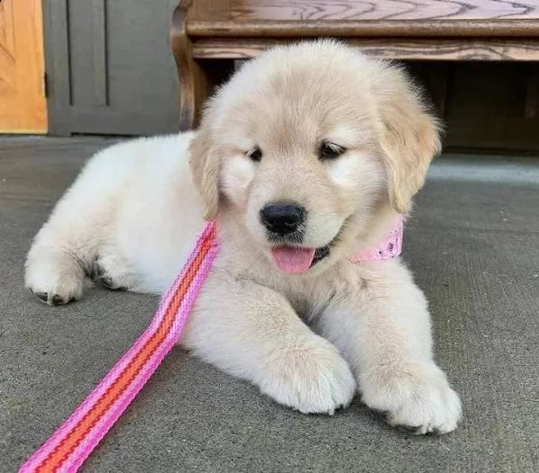 meravigliosi cuccioli golden retriever