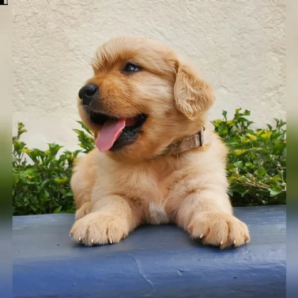 meravigliosi cuccioli di golden retriever!!!! | Foto 0