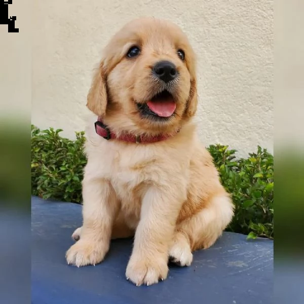 cuccioli di golden retriever!!!!