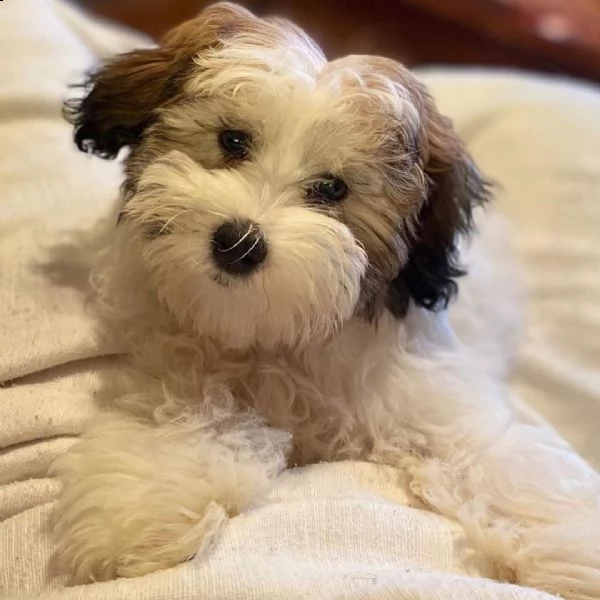 regalo havanese cuccioli meravigliosi ! 