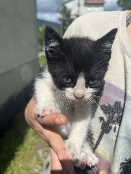 Cuccioli di gatto cercano urgentemente casa (Bedonia) | Foto 2