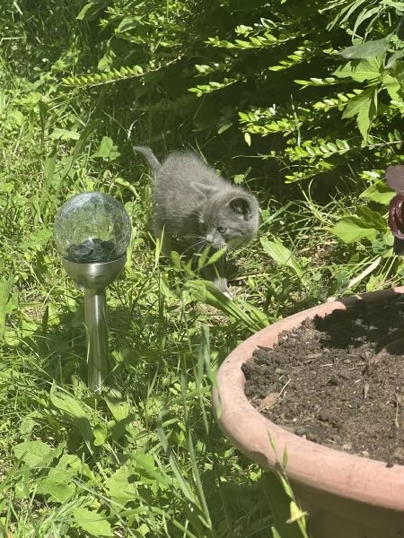 Cuccioli di gatto cercano urgentemente casa (Bedonia) | Foto 1