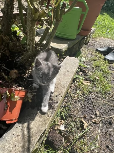 Cuccioli di gatto cercano urgentemente casa (Bedonia)