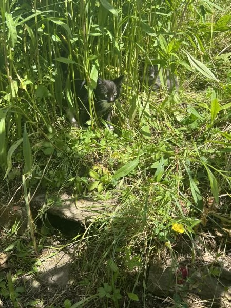 Cuccioli di gatto cercano urgentemente casa (Bedonia) | Foto 0