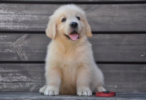 !!due cuccioli maschietti di golden retriever!!!