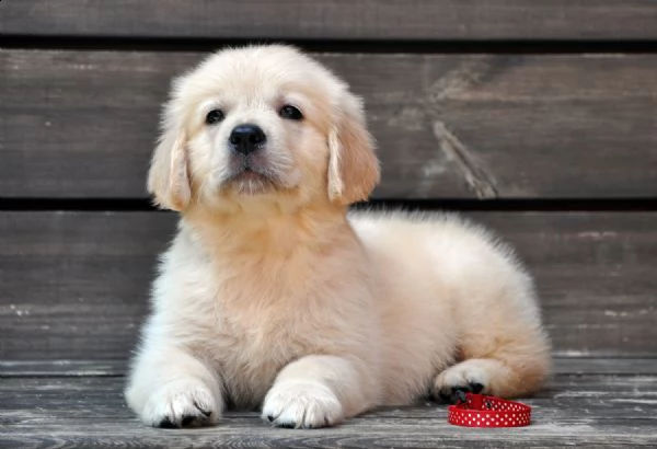 !!due cuccioli maschietti di golden retriever!!! | Foto 0