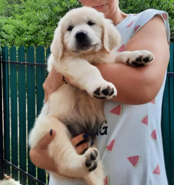 bellissimi cuccioli di golden!!!!!