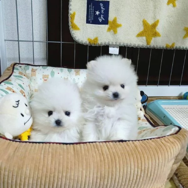 spitz pomerania toy di 3 mesi!!! | Foto 0