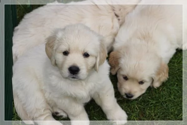 meravigliosi cuccioli di golden retriever