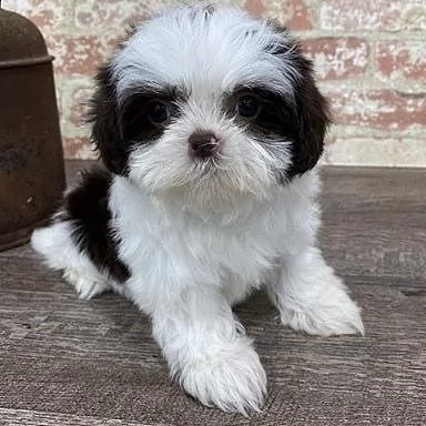 regalo bellissimi cuccioli allevati shih-tzu, colore bianco e nero.