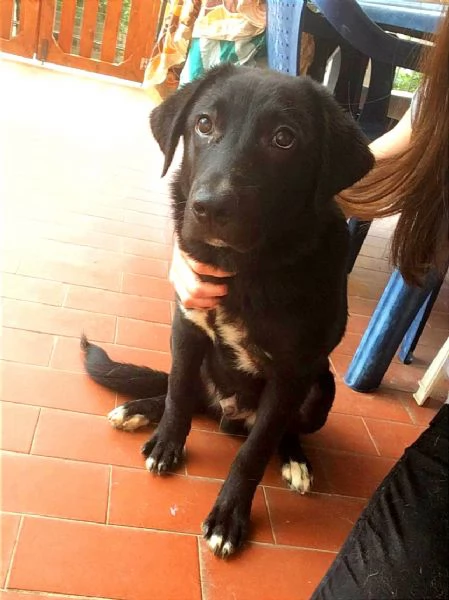 Cucciolo simil labrador in Toscana 