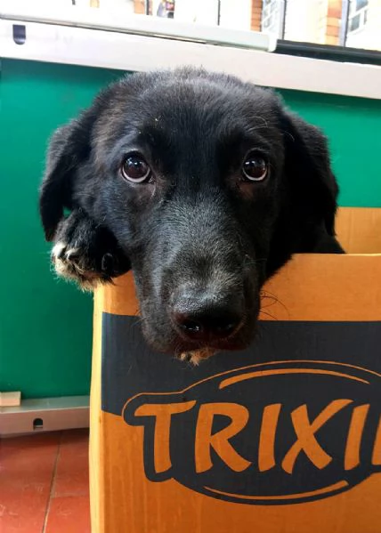 Cucciolo simil labrador in Toscana  | Foto 2