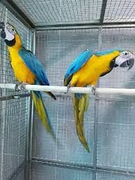 uccelli pappagallo ara blu e oro pronti