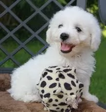 disponibili cuccioli di bichon sani