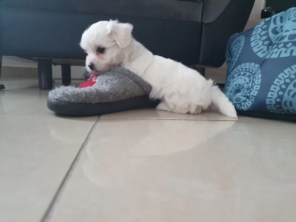 vendita cucciolo cuccioli di maltesi piccinissimi | Foto 0