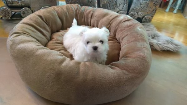 vendita cucciolo cuccioli razza maltese toy | Foto 0