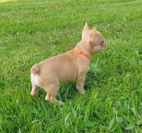 ha solo 50 giorni e un cucciolo di bulldog francese grigio con occhi azzurri | Foto 0