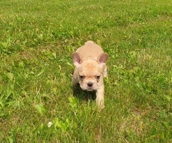 ha solo 50 giorni e un cucciolo di bulldog francese grigio con occhi azzurri