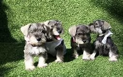 regalo cuccioli di miniature schnauzer