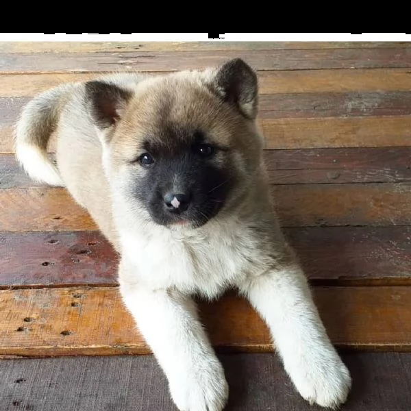 regalo akita cuccioli meravigliosi ! 