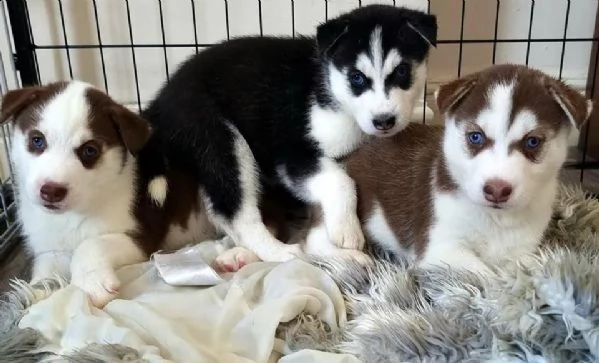 regalo cuccioli siberian husky  maschio e femmina .