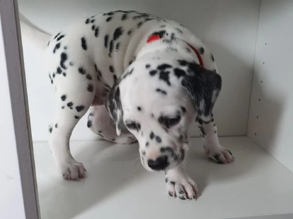 regalo dalmata cuccioli 