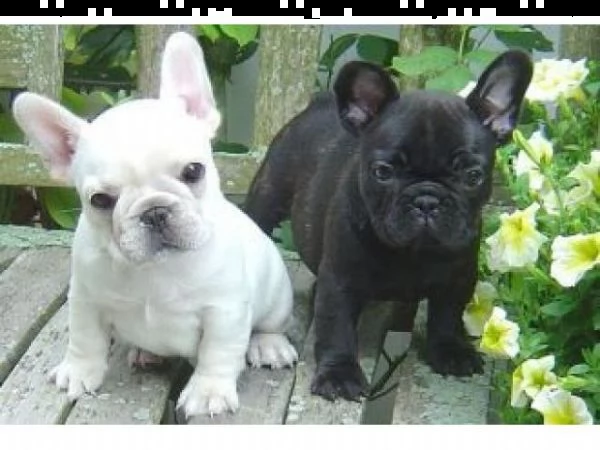 vendo splendidi cuccioli di bulldog francese | Foto 1