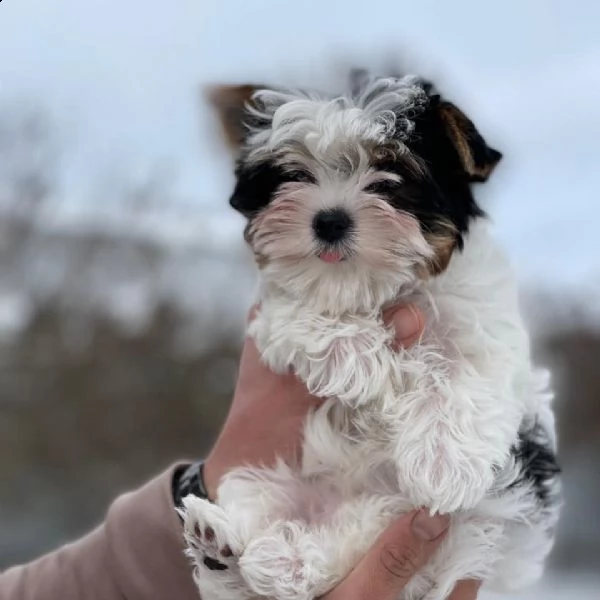 regalo havanese cuccioli meravigliosi ! 