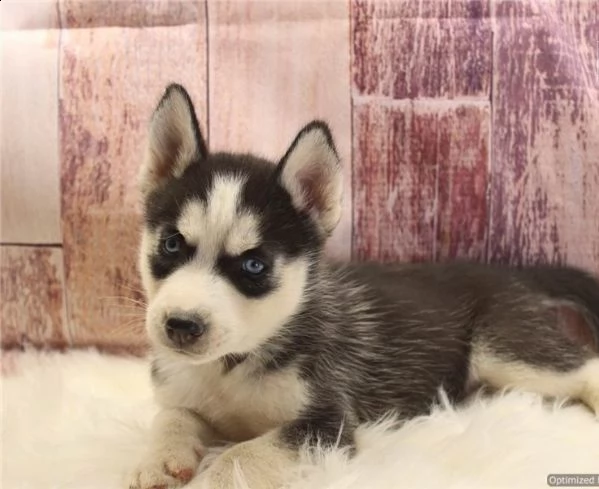 regalo cuccioli siberian husky  maschio e femmina