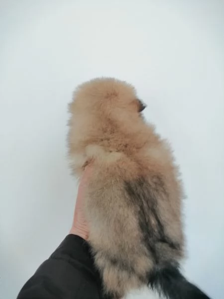 Cuccioli di volpino spitz tedesco o Pomerania  | Foto 4