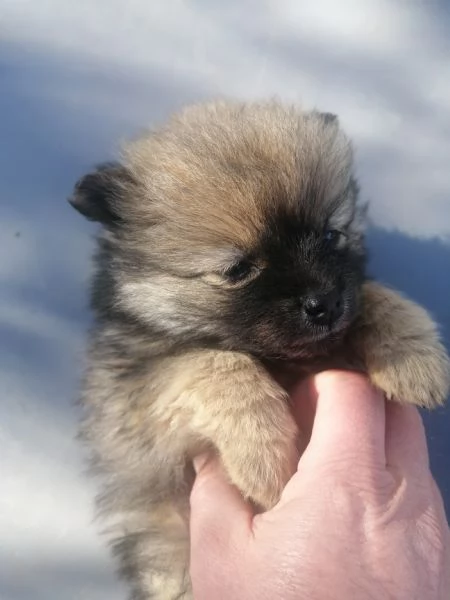 Cuccioli di volpino spitz tedesco o Pomerania  | Foto 3