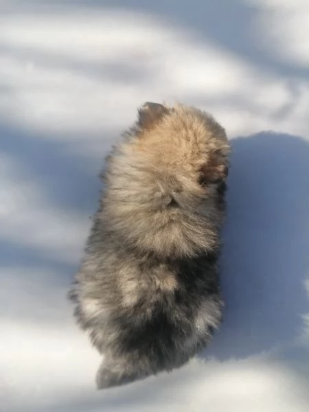 Cuccioli di volpino spitz tedesco o Pomerania  | Foto 2