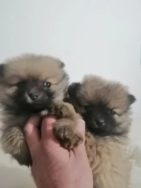 Cuccioli di volpino spitz tedesco o Pomerania  | Foto 1